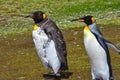 Two King Penguins out for a walk Royalty Free Stock Photo